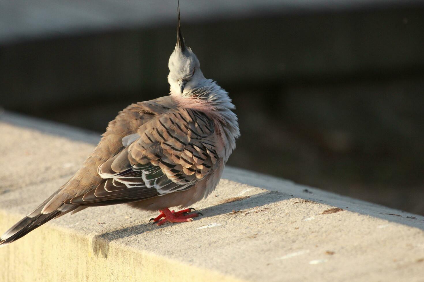 kuif- duif in Australië foto