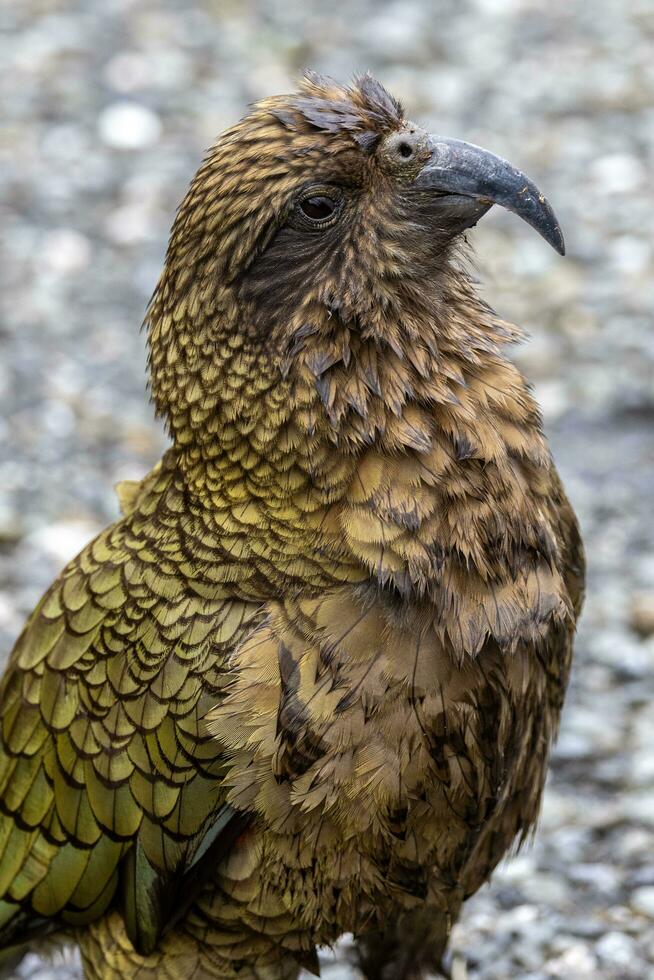 kea alpine papegaai van nieuw Zeeland foto