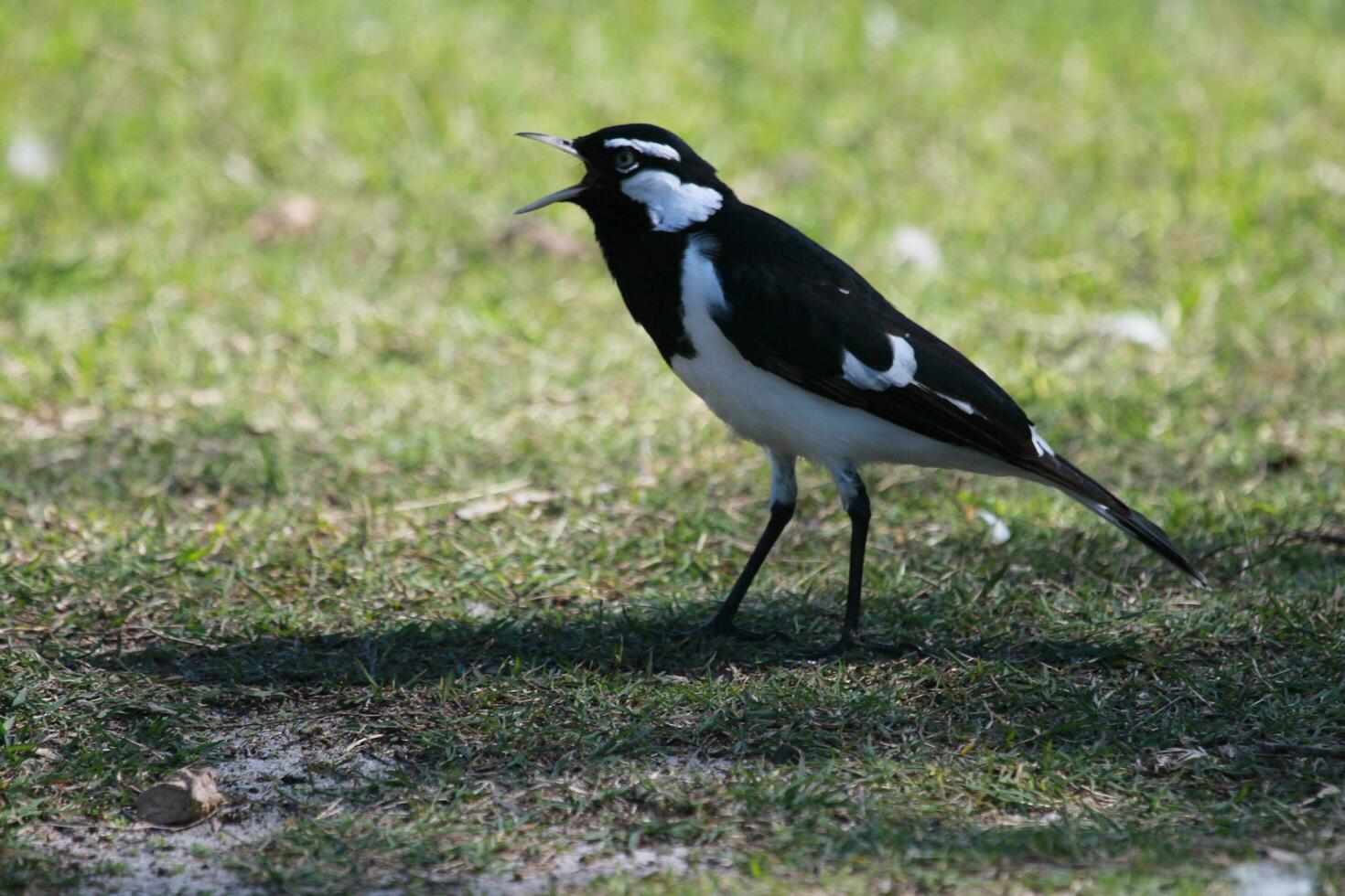 ekster leeuwerik in Australië foto