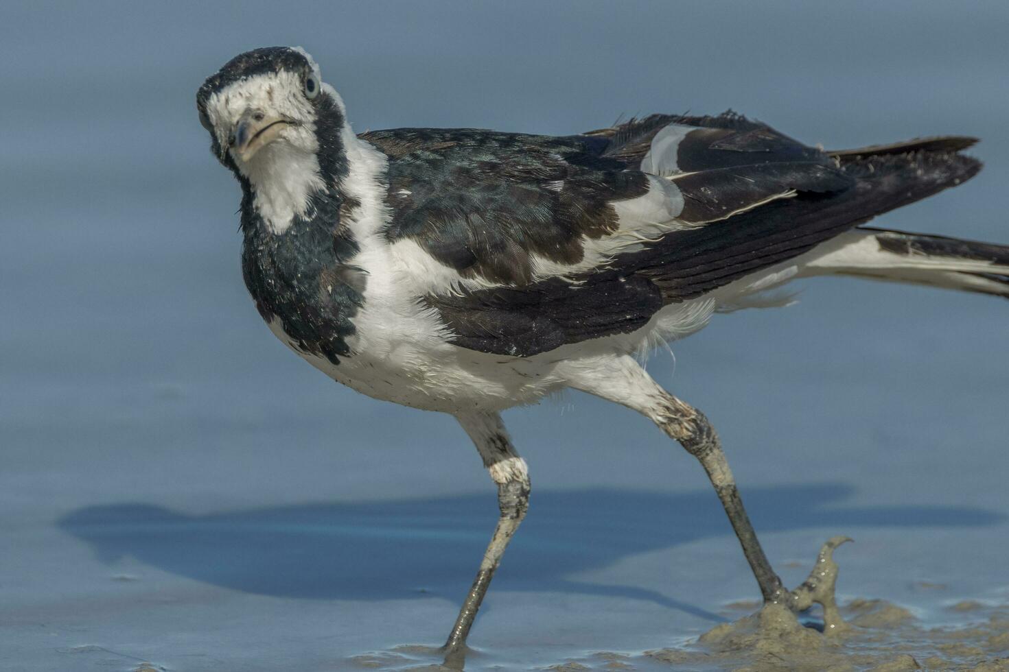 ekster leeuwerik in Australië foto