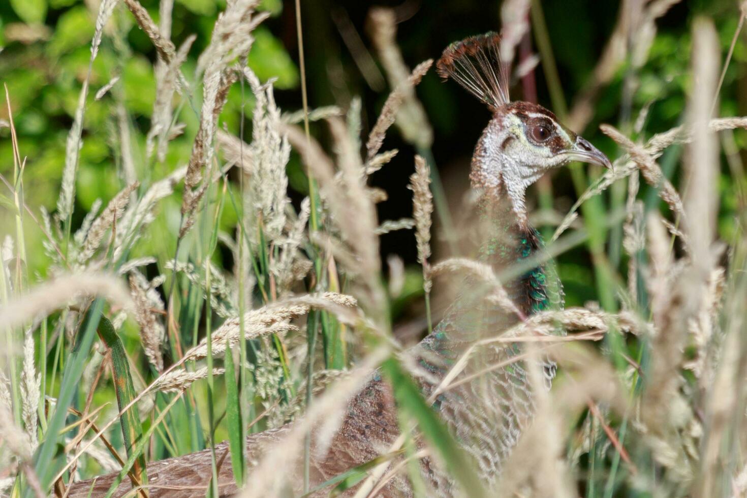 Indisch pauw vogelstand foto