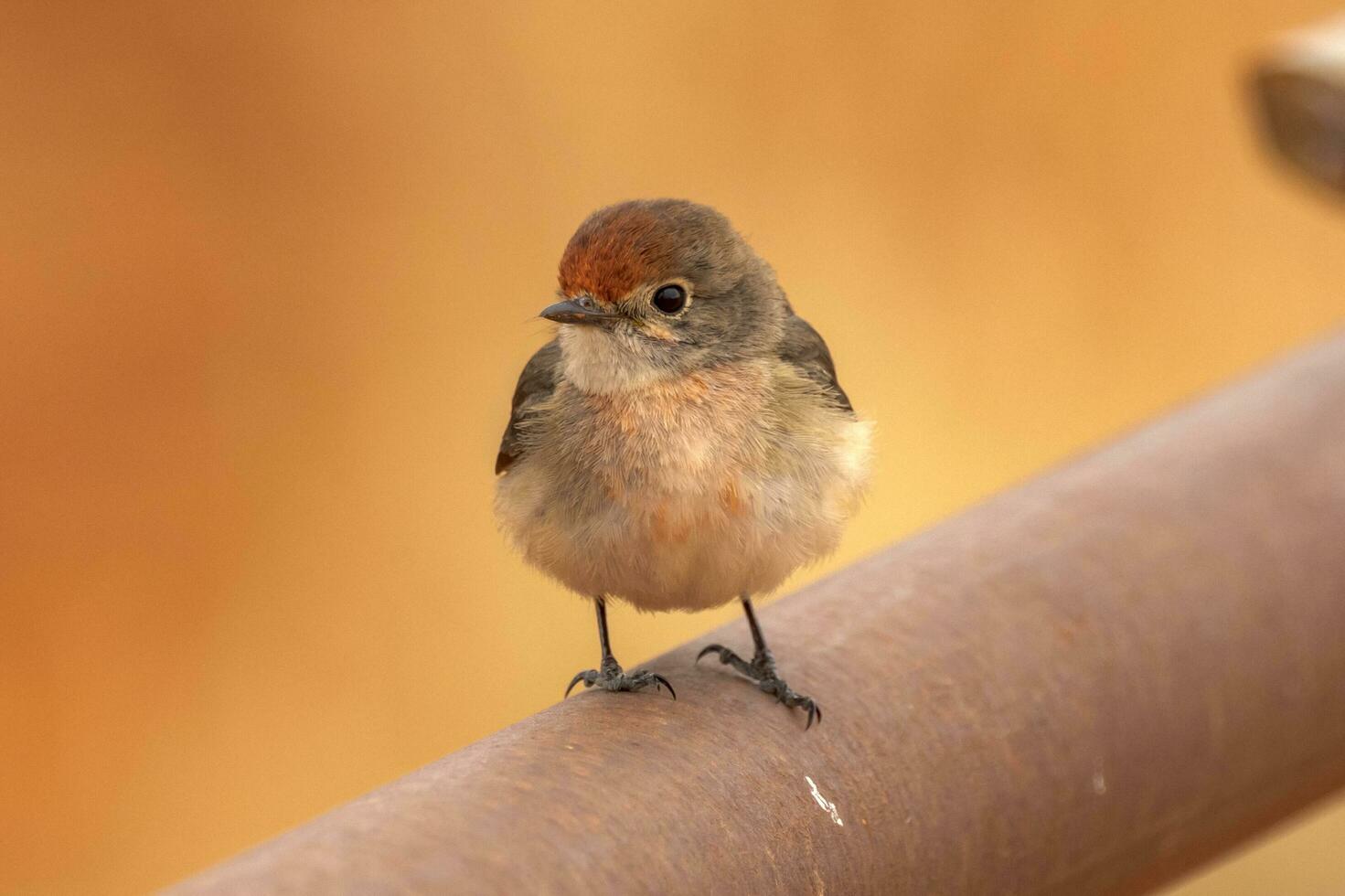 roodkapje Robin in Australië foto