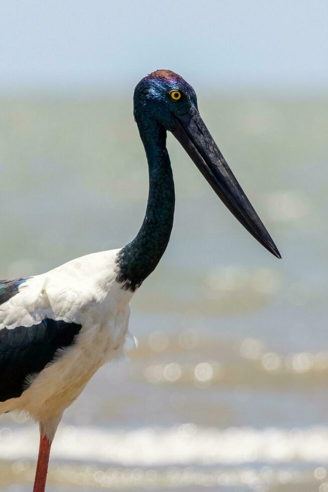 jabiru zwarthals ooievaar foto