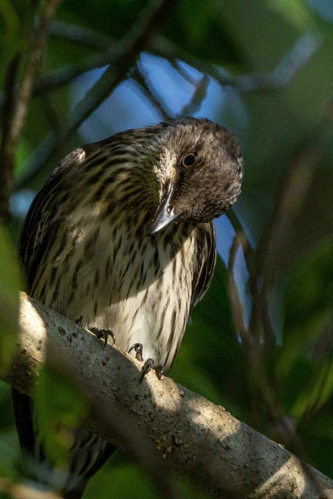 metalen spreeuw in Australië foto