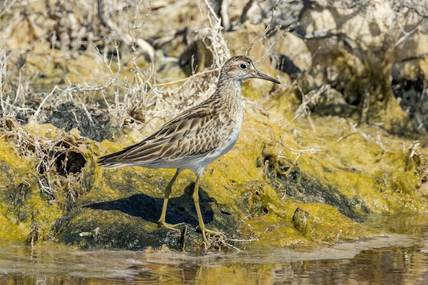 scherpe staart strandloper in australasia foto