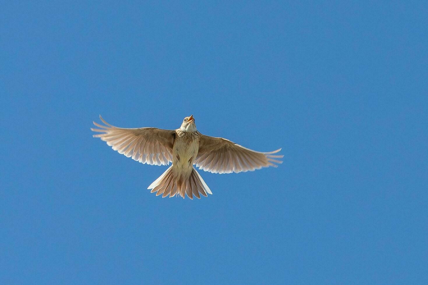 Euraziatisch veldleeuwerik vogel foto