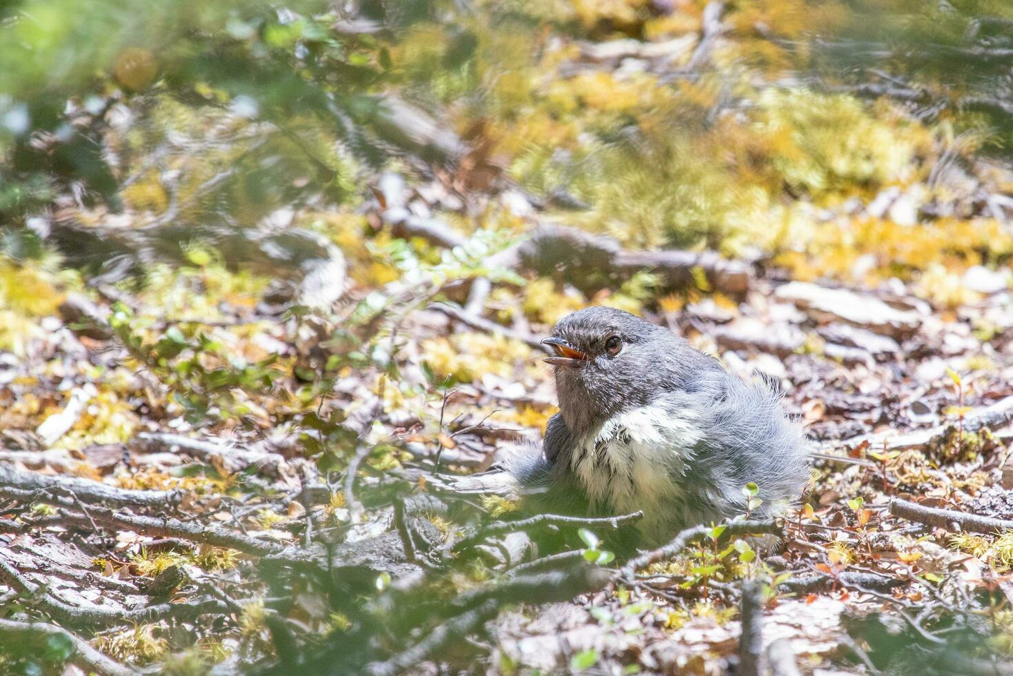 zuiden eiland Robin in nieuw Zeeland foto