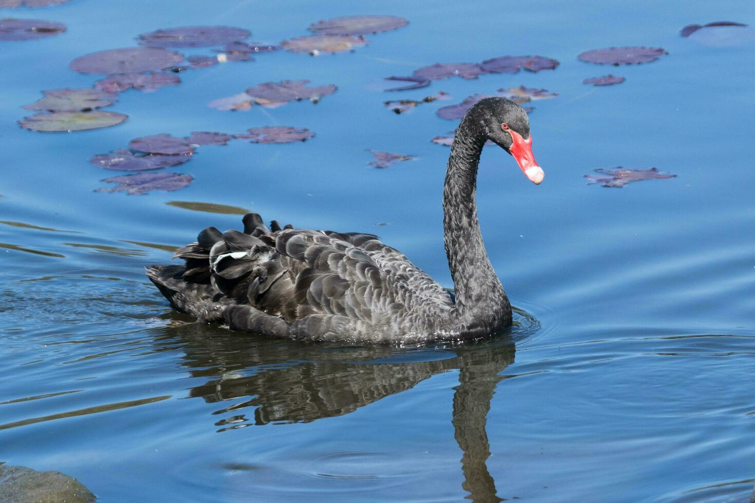 zwart zwaan in australasia foto