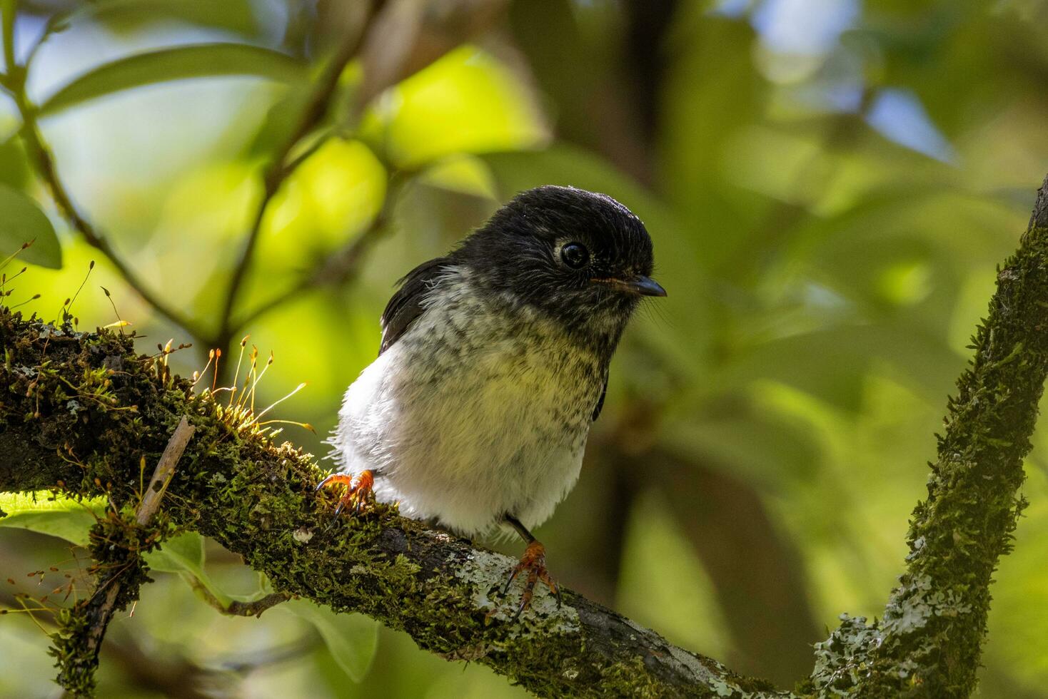 zuiden eiland tomtit foto