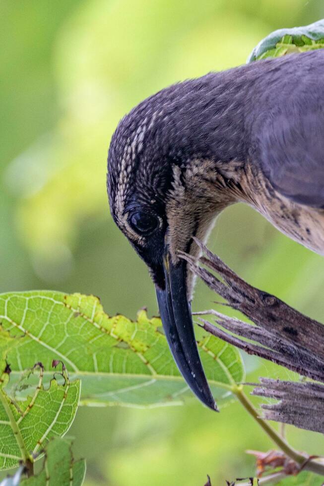 victoria's geweervogel in Australië foto