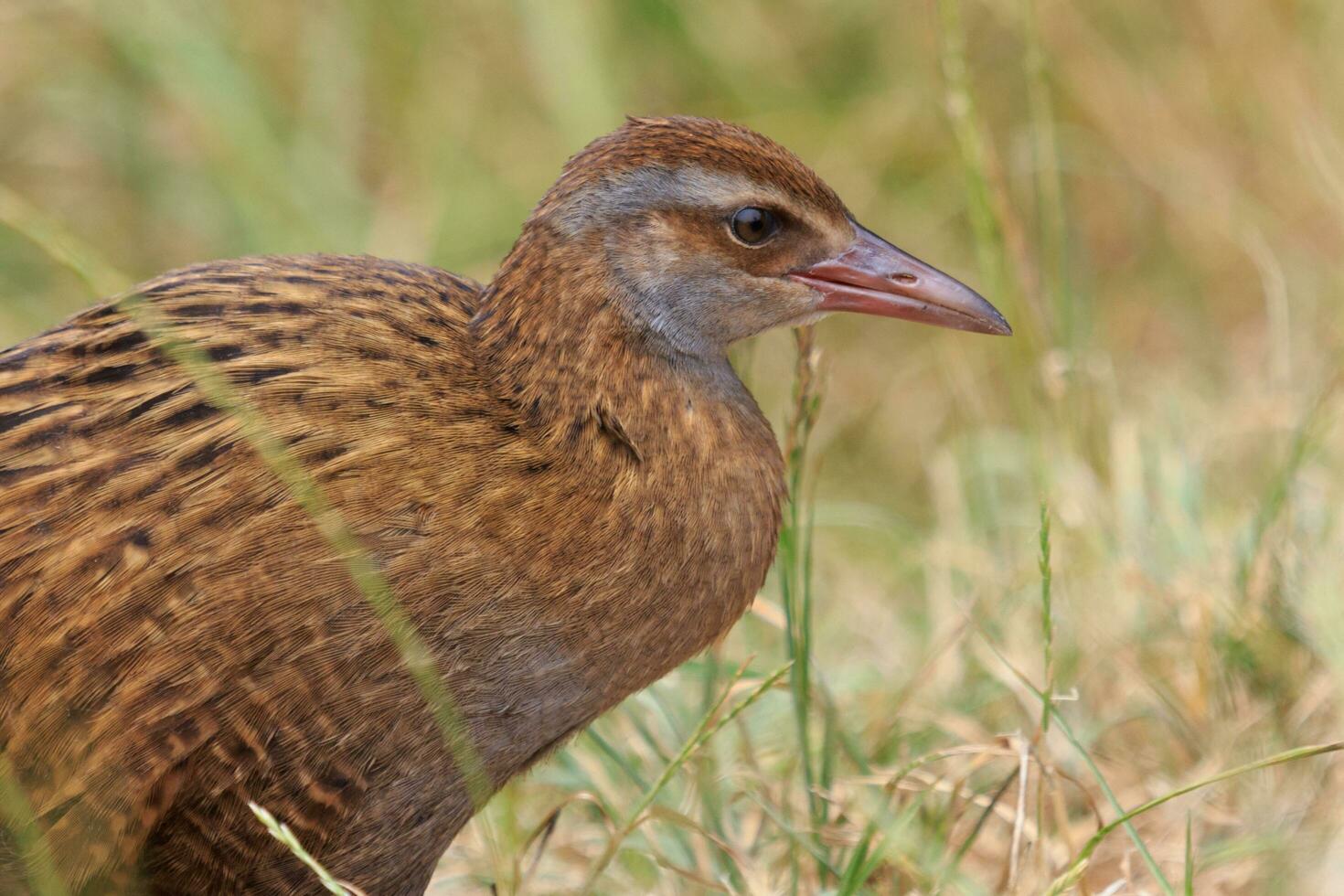 weka endemisch het spoor van nieuw Zeeland foto