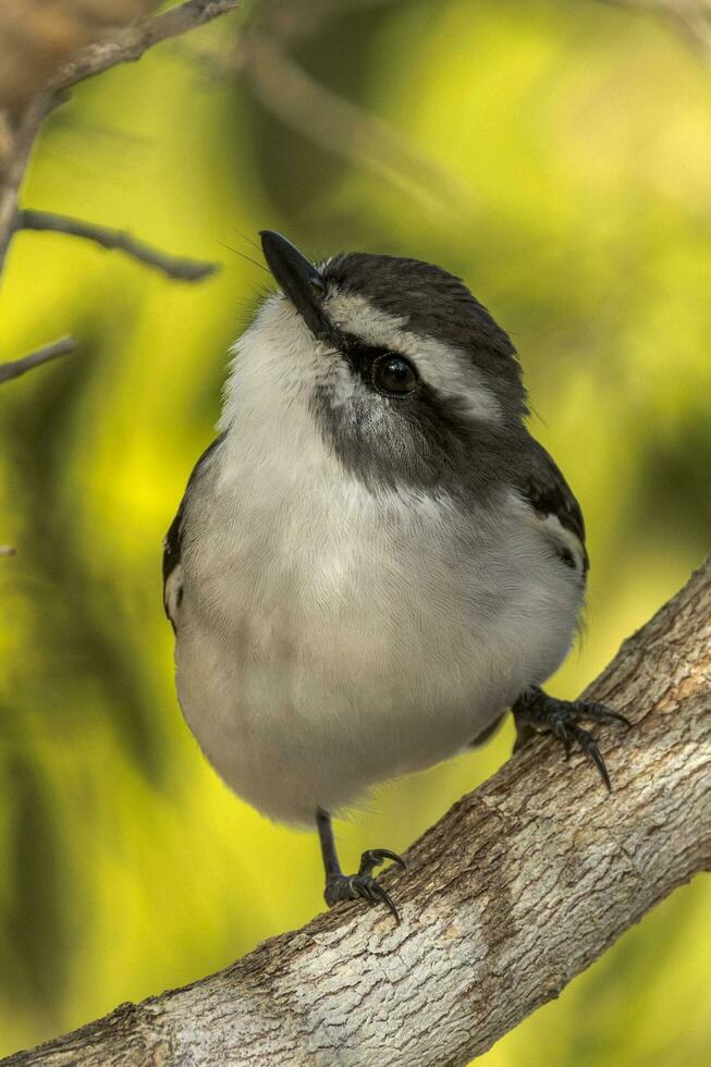 witte wenkbrauwen Robin in Australië foto