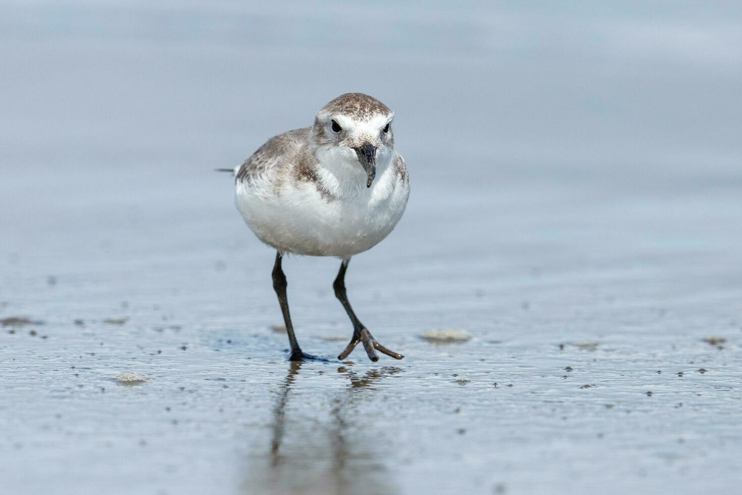 wrybill endemisch naar nieuw Zeeland foto