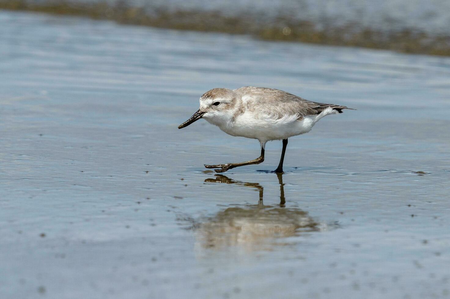 wrybill endemisch naar nieuw Zeeland foto