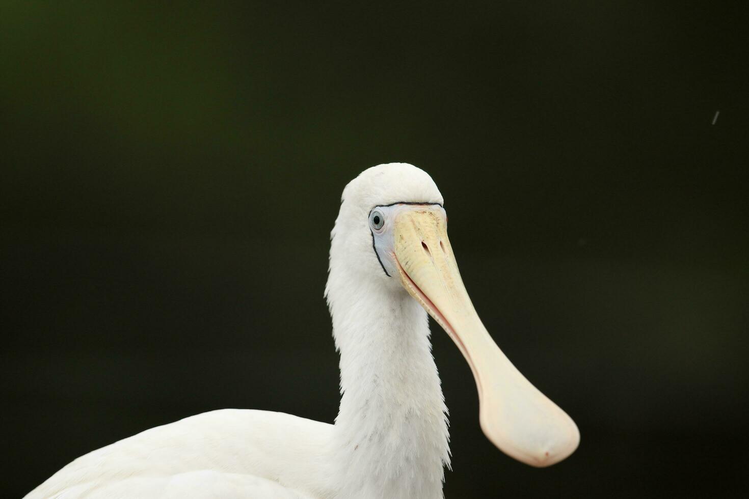 geelsnavel lepelaar in Australië foto