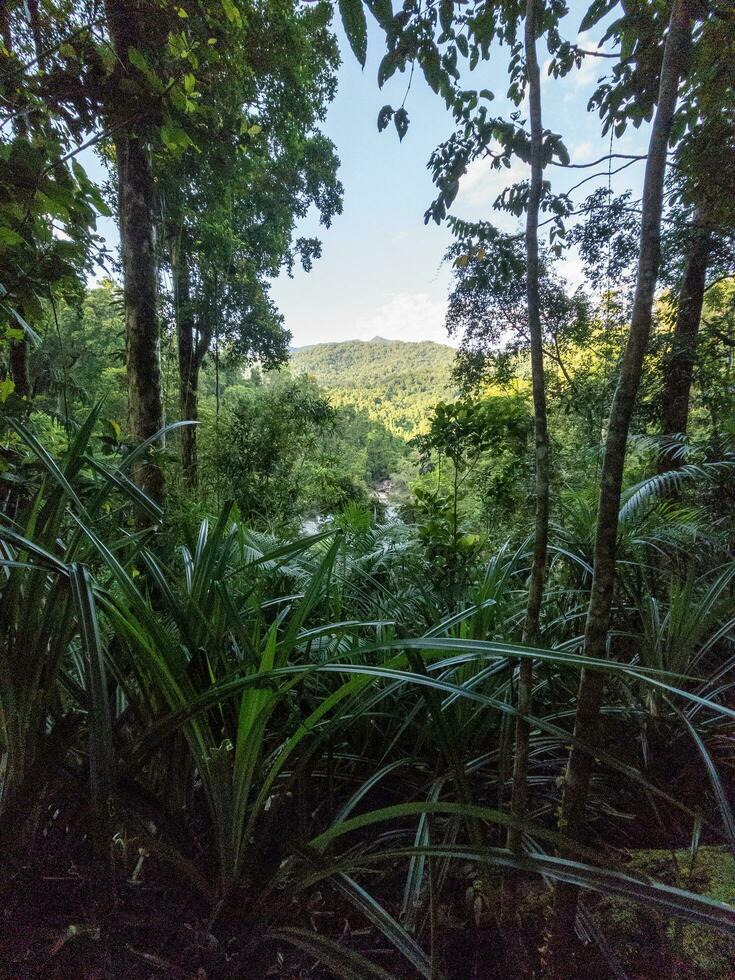 babinda keien, koninginneland, Australië foto