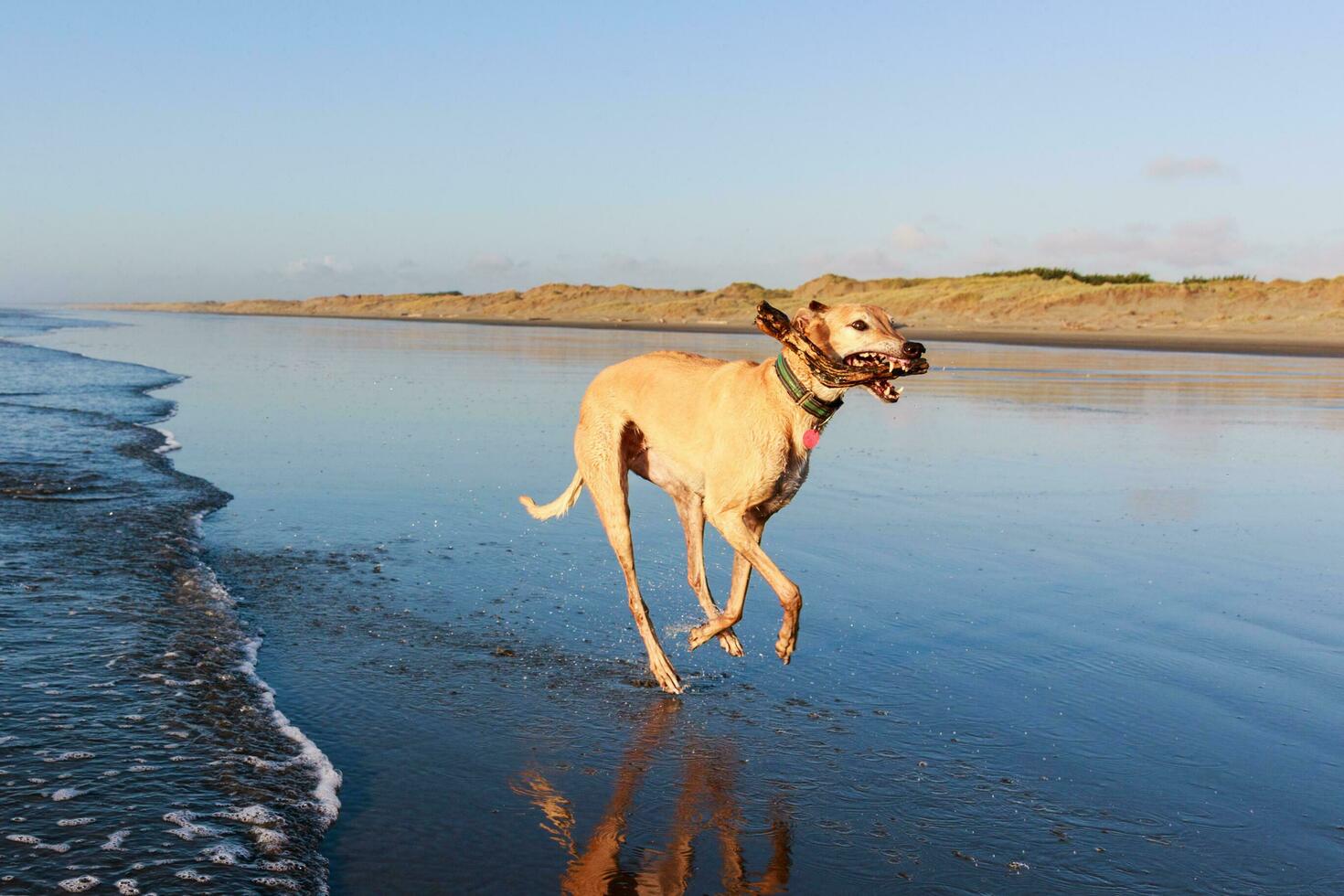 schattig windhond hond foto