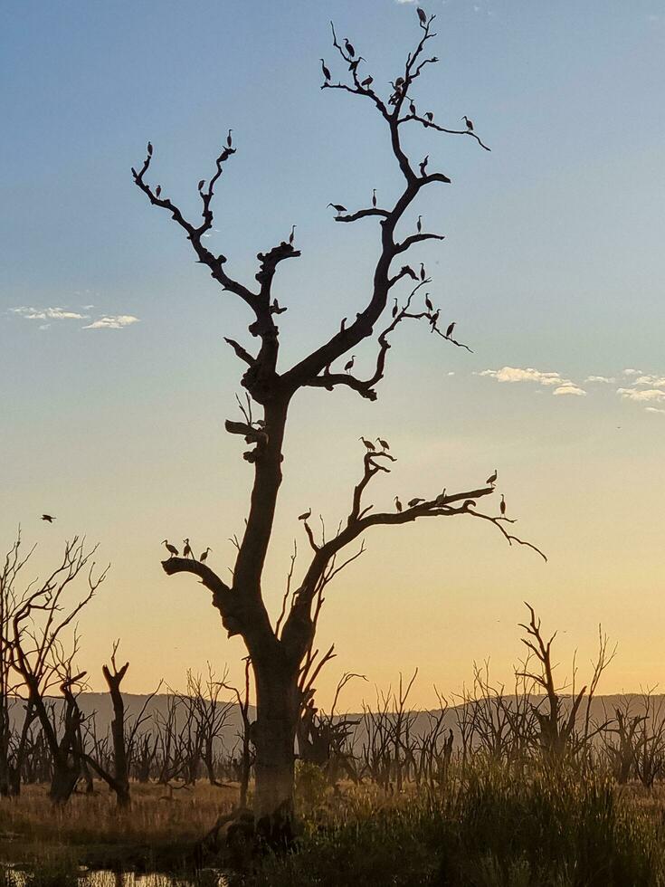 winnen wetlands, Victoria, Australië foto