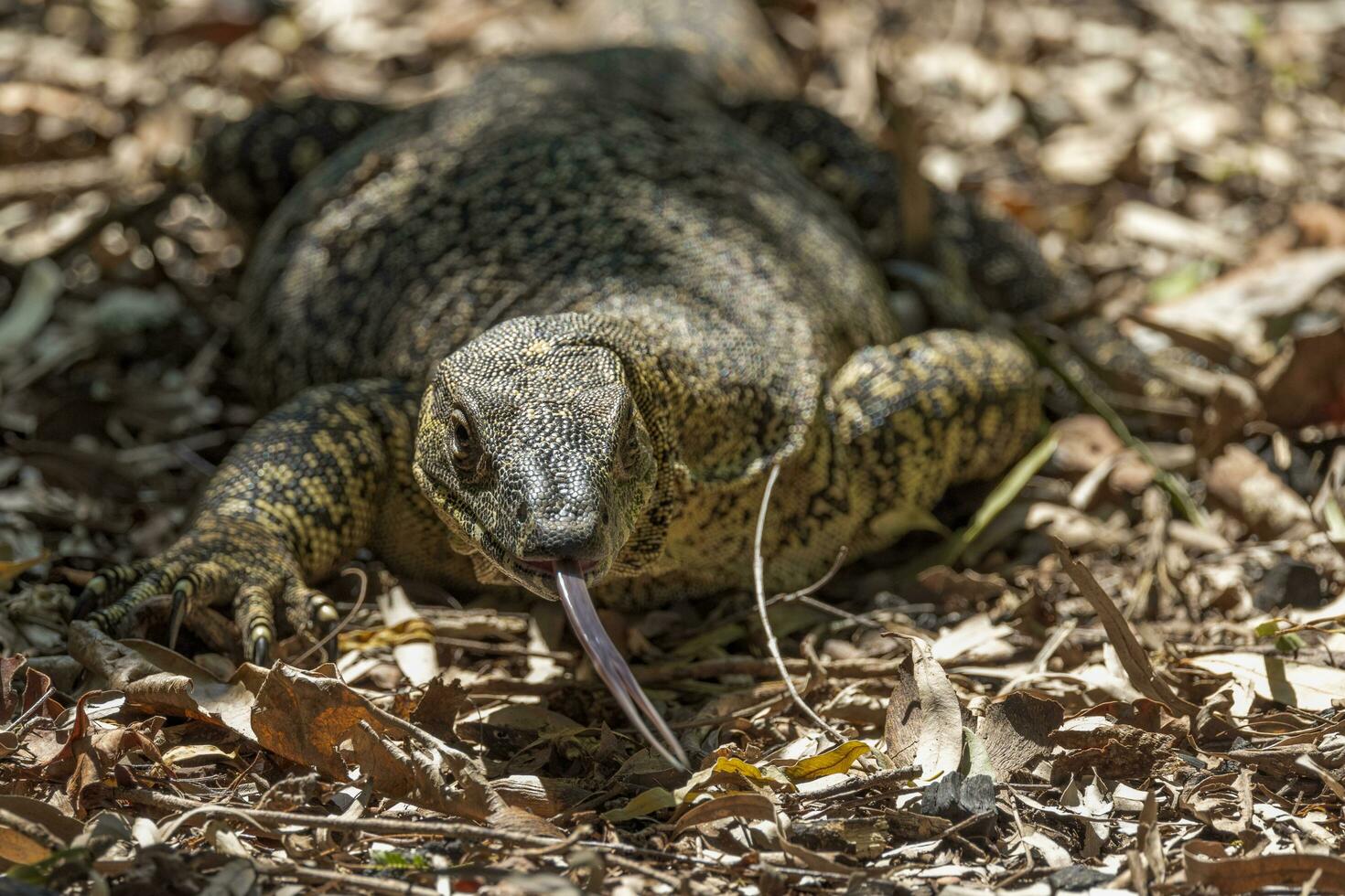 kant toezicht houden op in Australië foto