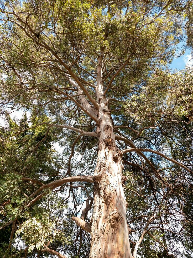 eucalyptus gom boom foto