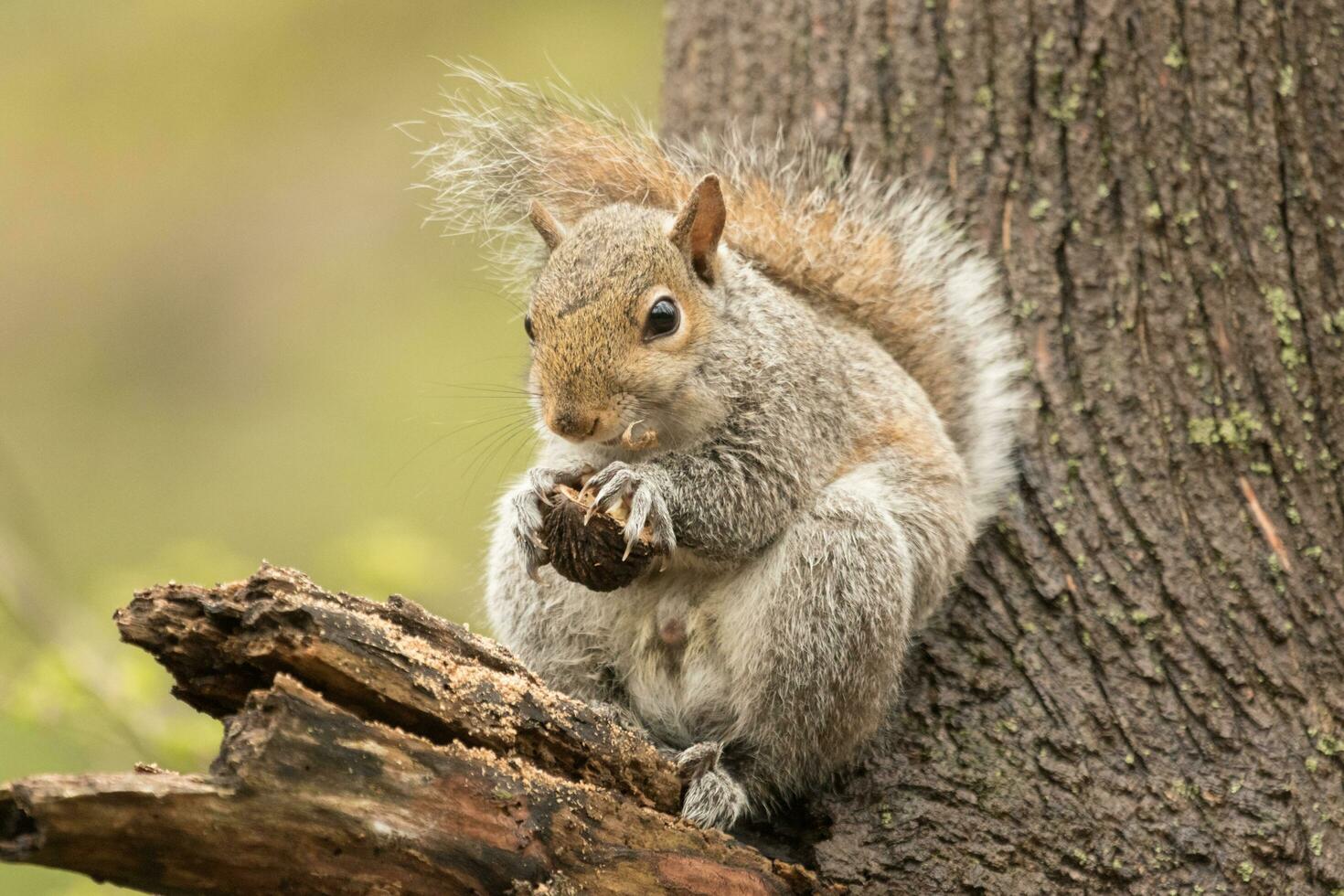 schattig grijs eekhoorn foto