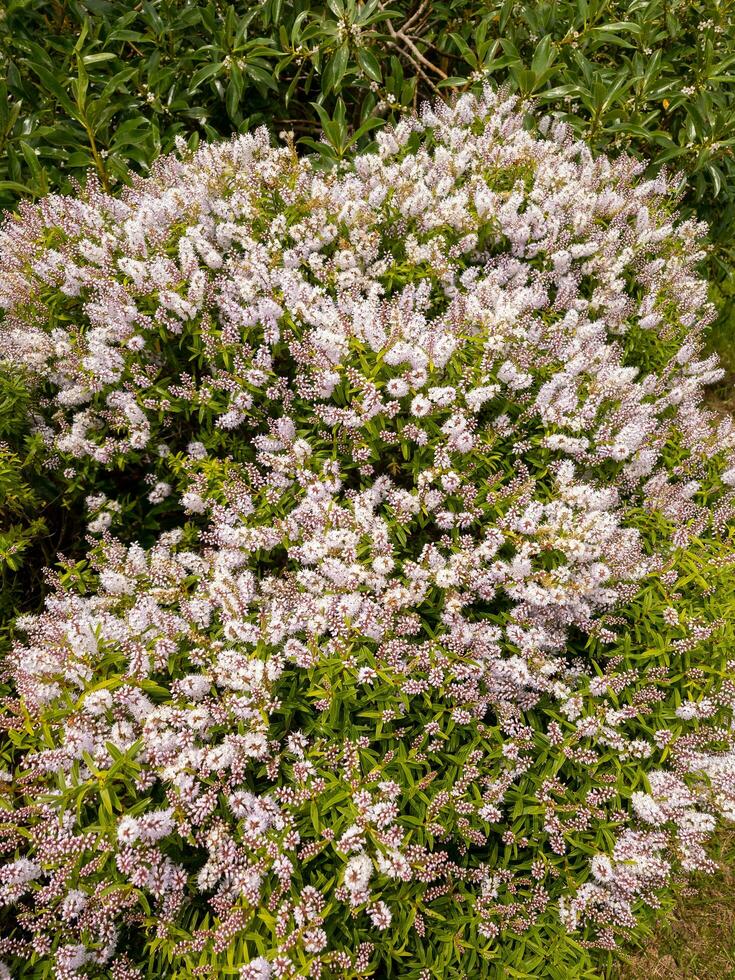 Hebe lavendel kant foto