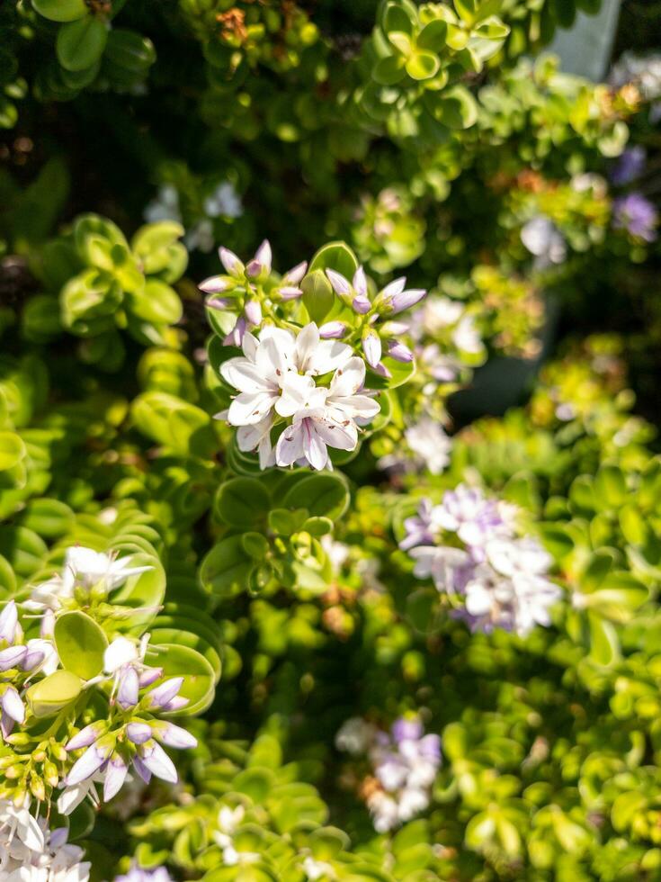 Hebe fabriek en bloemen foto