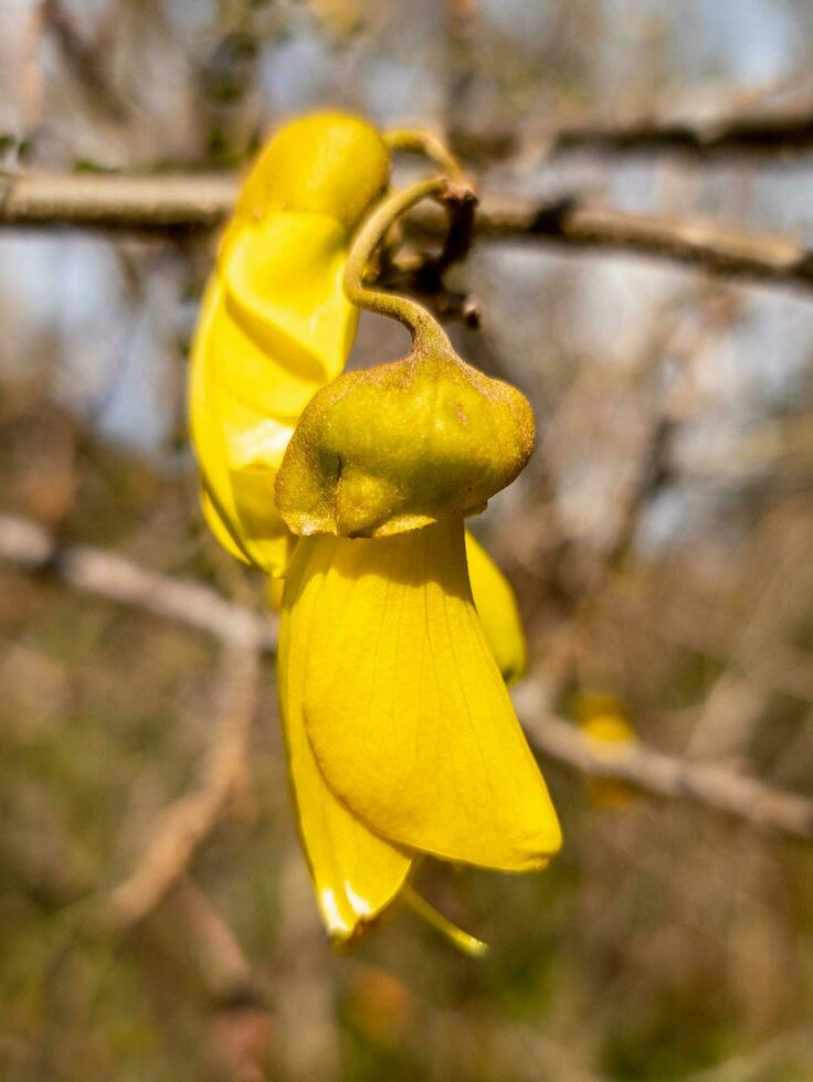 kowhai fabriek in nieuw Zeeland foto