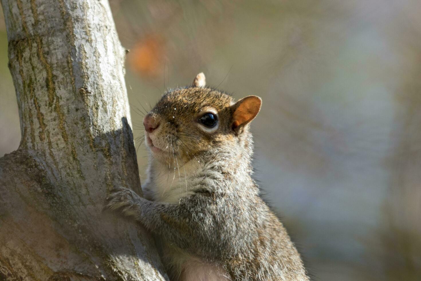 schattig grijs eekhoorn foto
