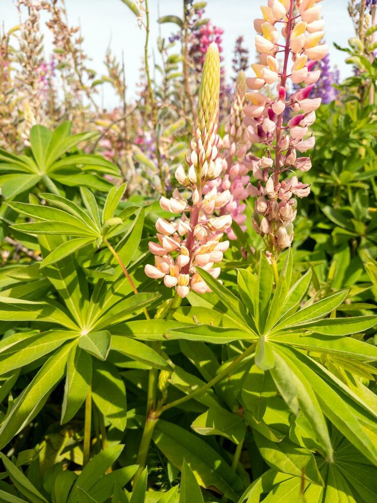 grootbladig lupine in nieuw Zeeland foto