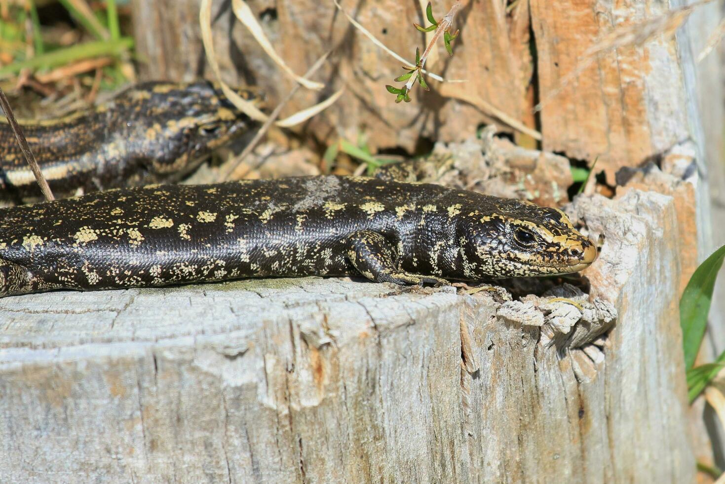 Otago skink in nieuw Zeeland foto