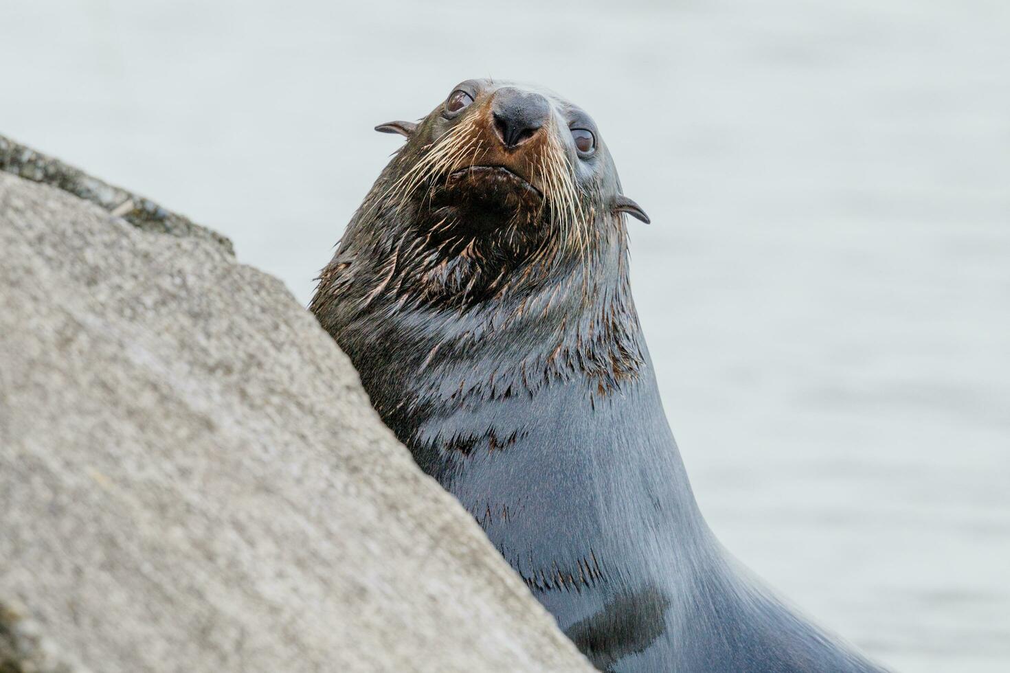 Nieuw-Zeelandse zeebeer foto