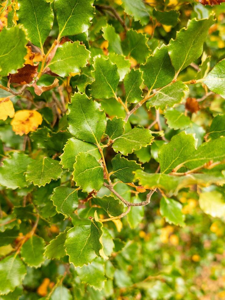 rood beuken bladeren foto