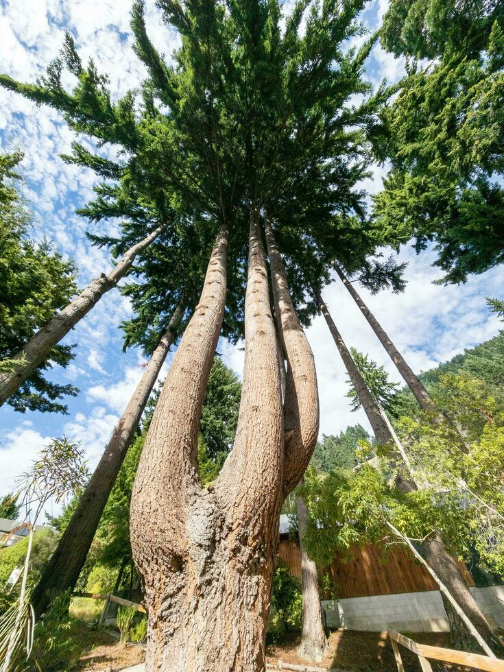 sequoia boom in nieuw Zeeland foto