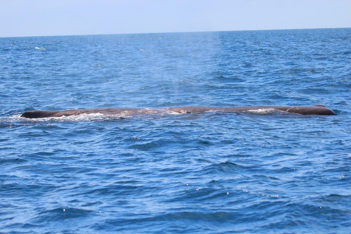 sperma walvis in nieuw Zeeland foto
