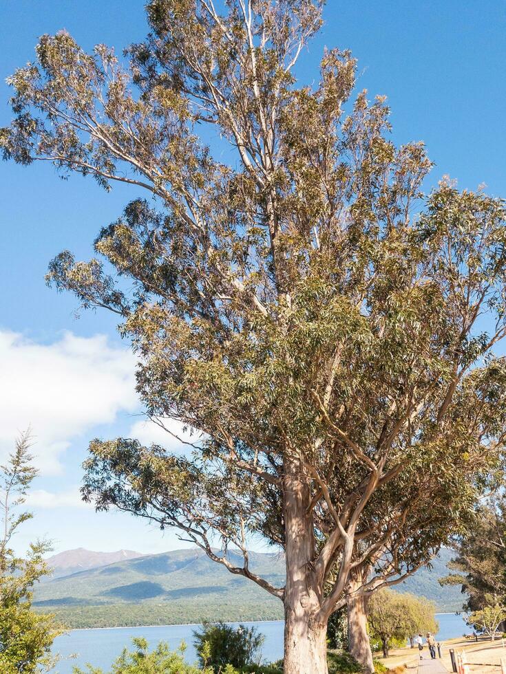 geel ijzerschors boom foto