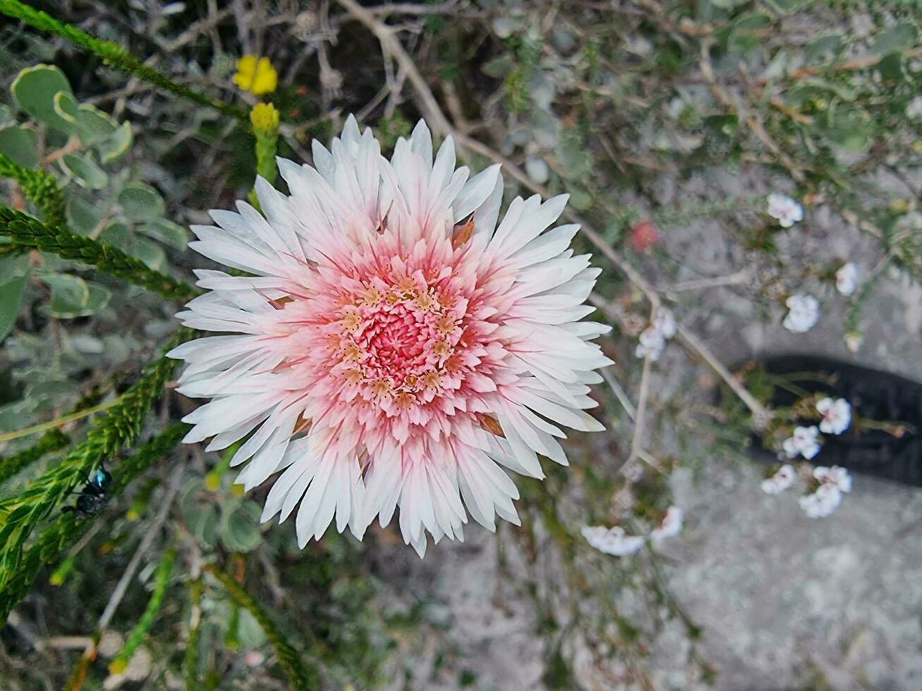 Australisch binnenland bloem foto