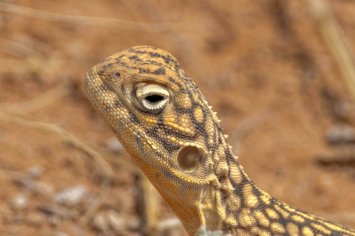 centraal gesaldeerd draak in Australië foto