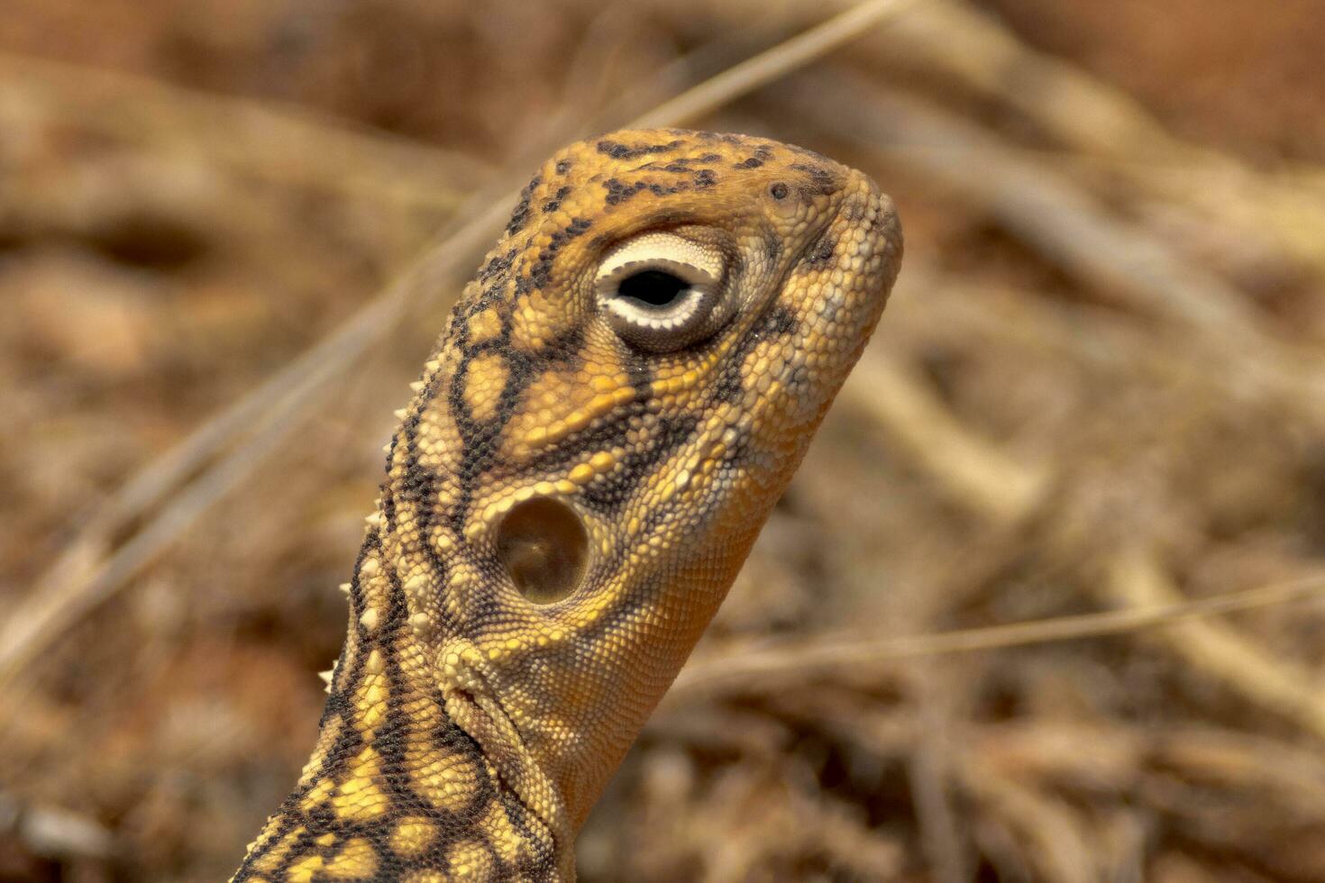 centraal gesaldeerd draak in Australië foto