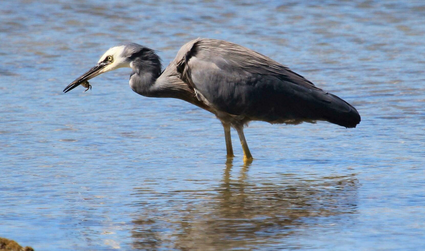 witvoorhoofd reiger in australasia foto