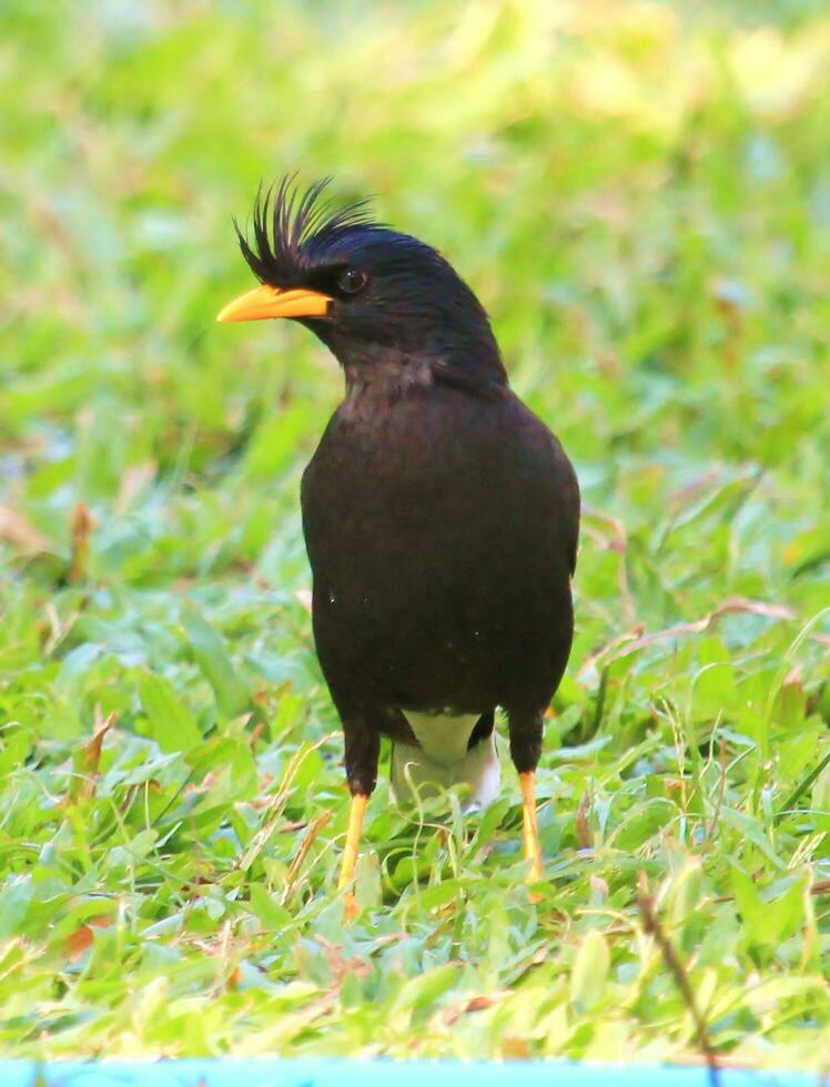 wit geventileerd myna in Thailand foto