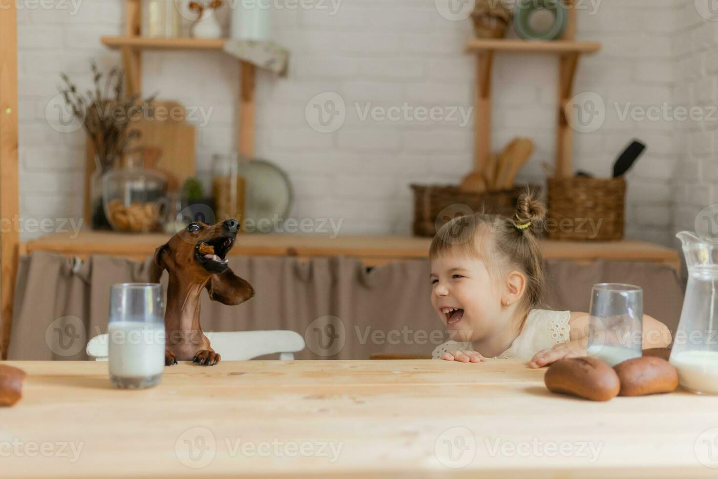 een weinig gelukkig meisje spelen met een teckel hond in de keuken foto