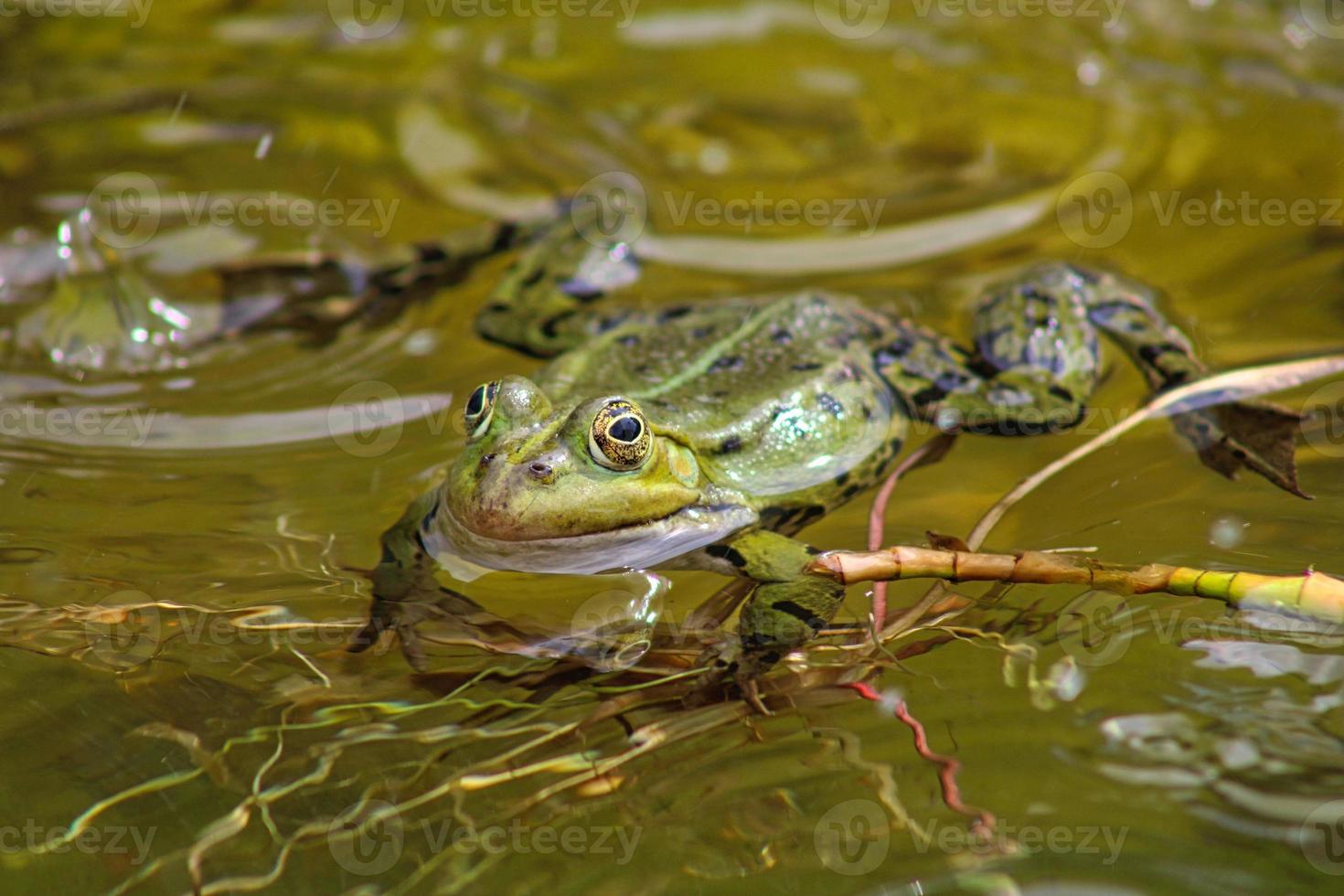 kikker op een lokale vijver in het voorjaar foto