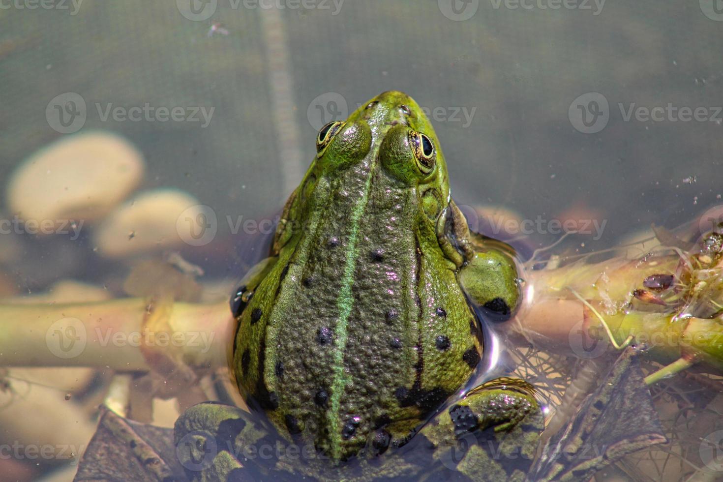 kikker op een lokale vijver in het voorjaar foto