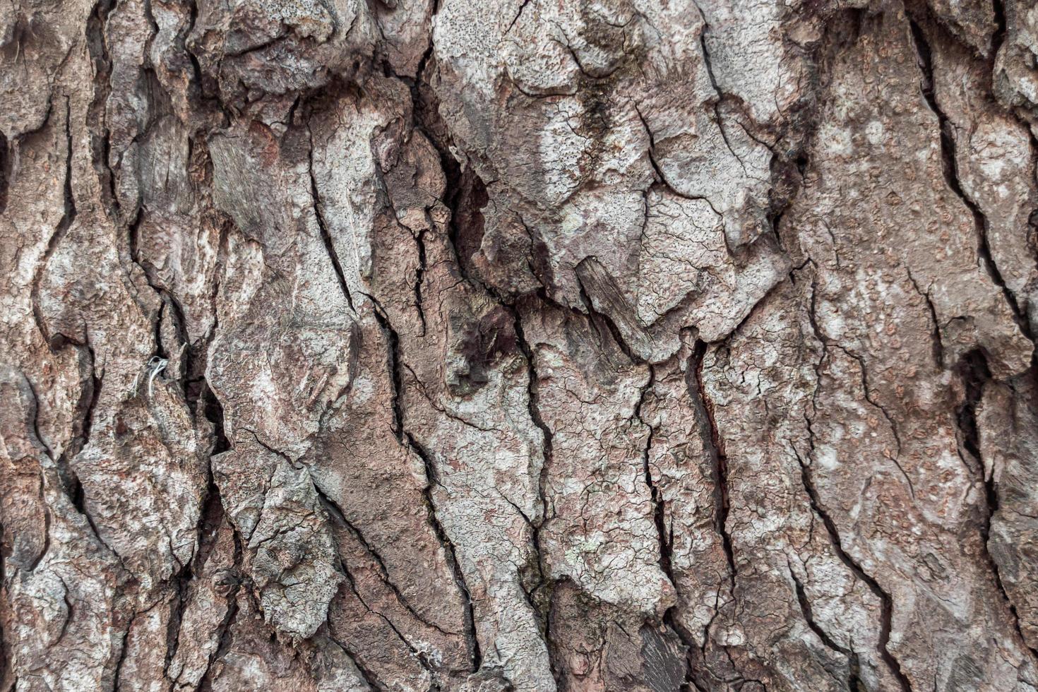 close-up droge boomschors textuur achtergrond foto