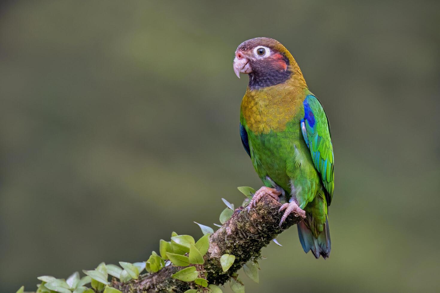 mooi vogel zittend Aan Afdeling dichtbij omhoog schot foto