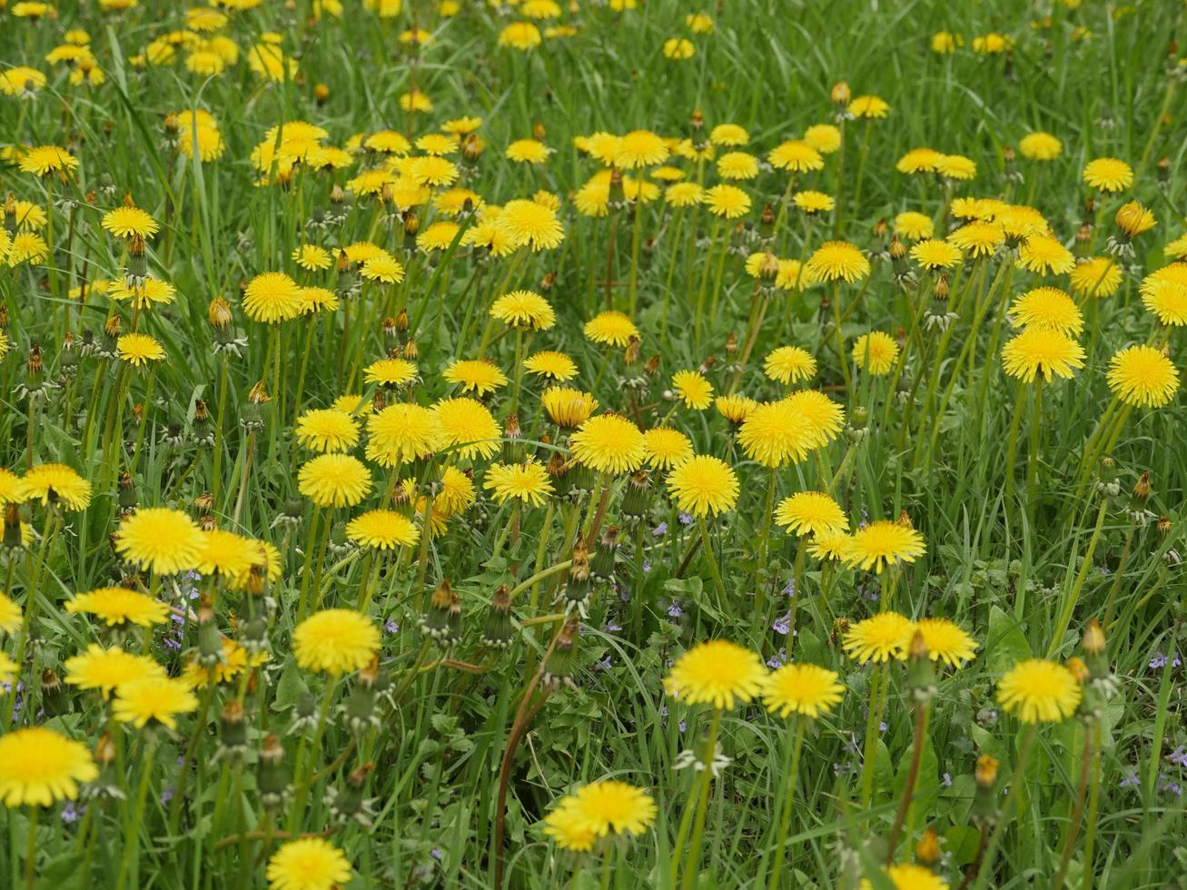 gebied van gele paardebloemen in het voorjaar foto