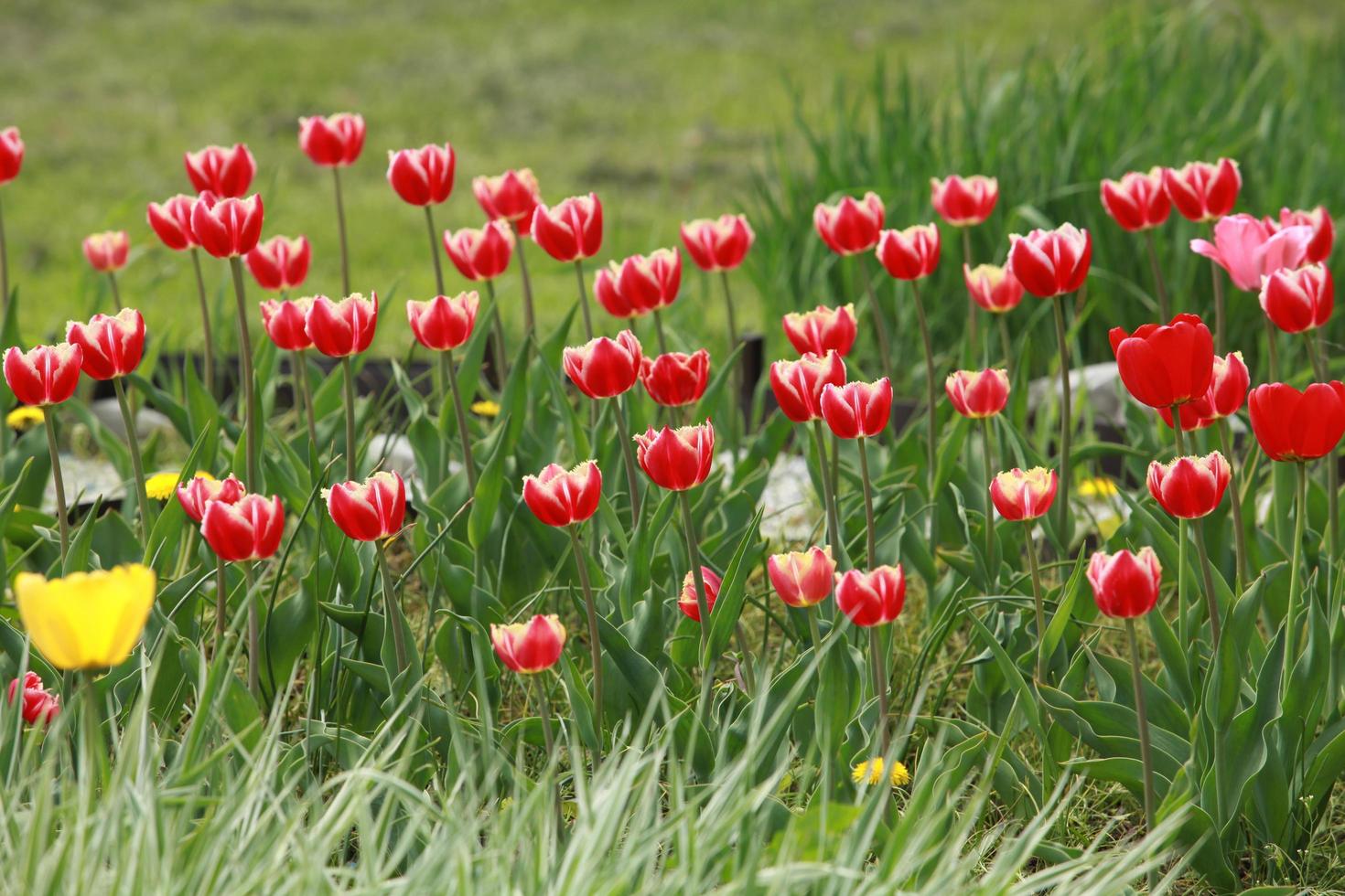 felrode tulpen bloeien in het voorjaar foto