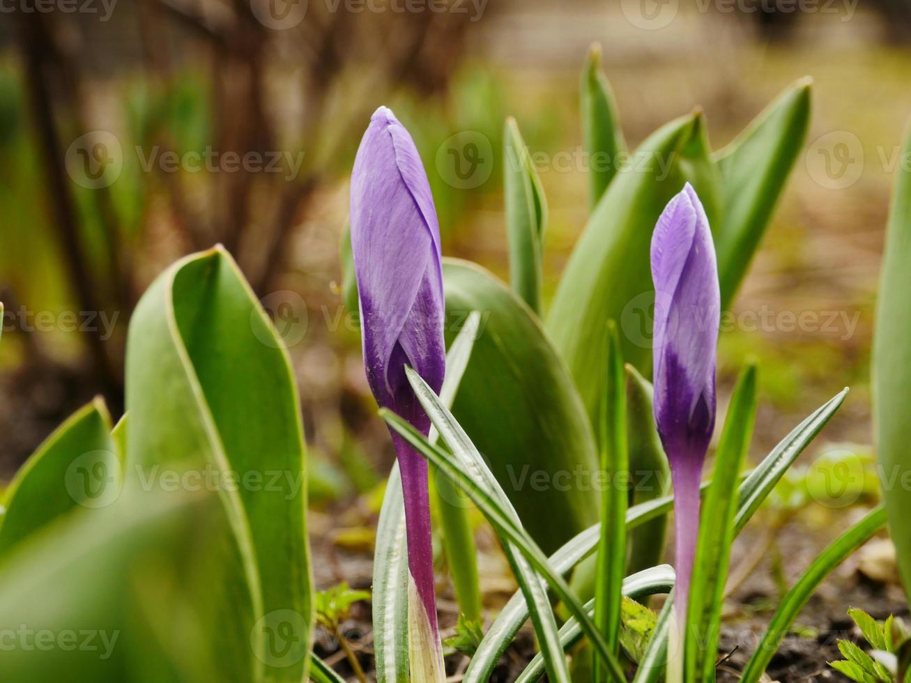 krokus paarse lentebloemen sleutelbloemen foto