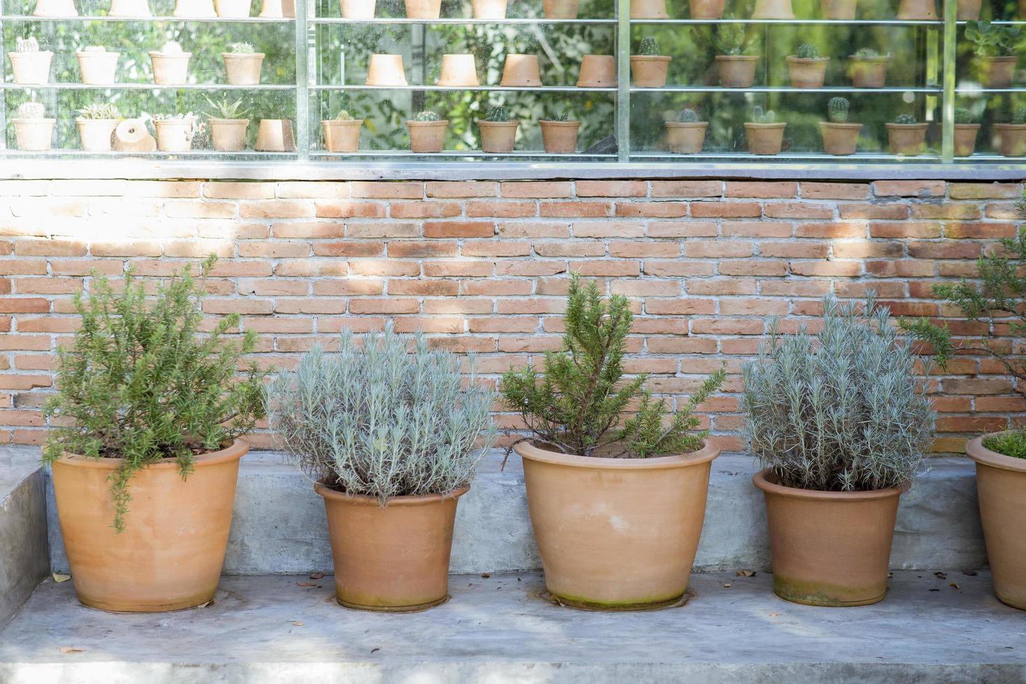 kleipotten met cactus foto